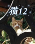 猫吃什么